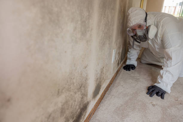 Asbestos and Lead Testing During Mold Inspection in Bartow, FL